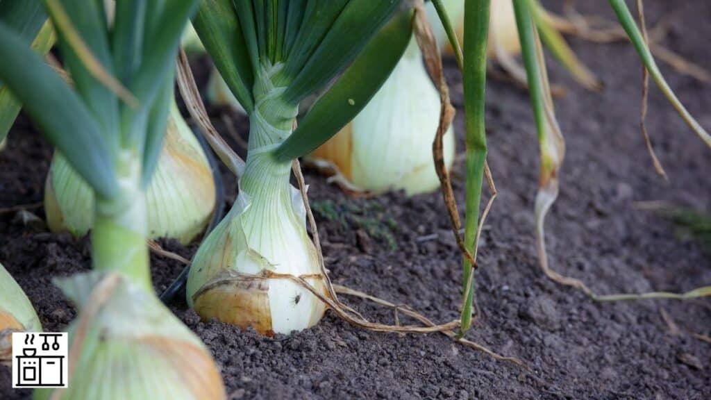 Image of sweet onions