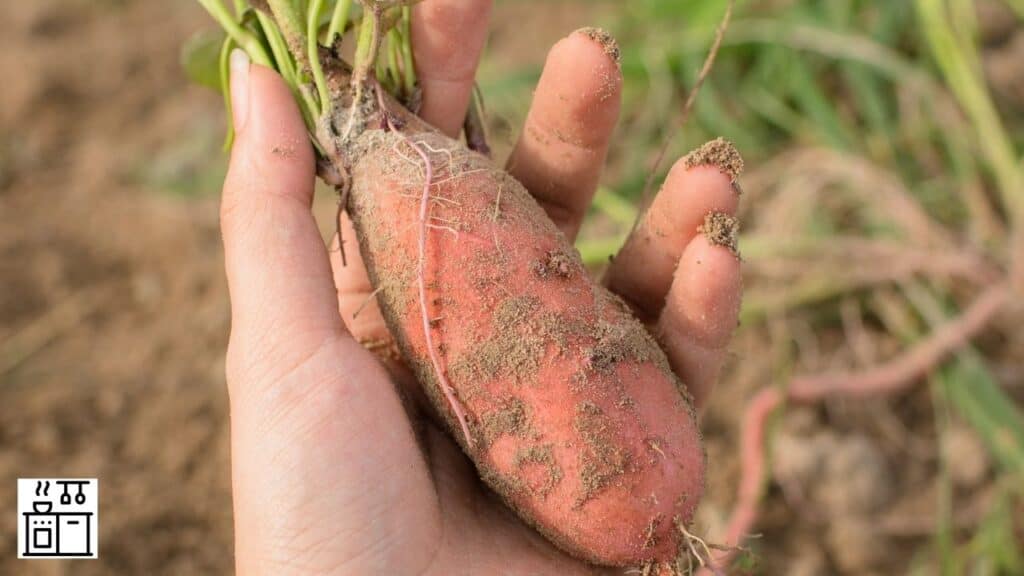 Image of sweet potato grown underground