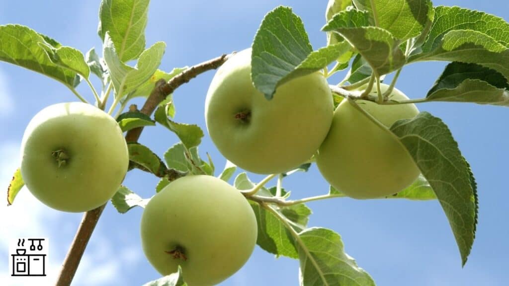Granny Smith apples growing on an orchard