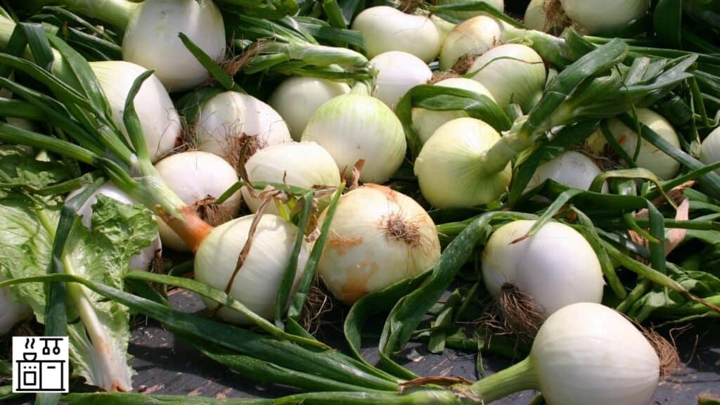 Vidalia onions kept on the ground