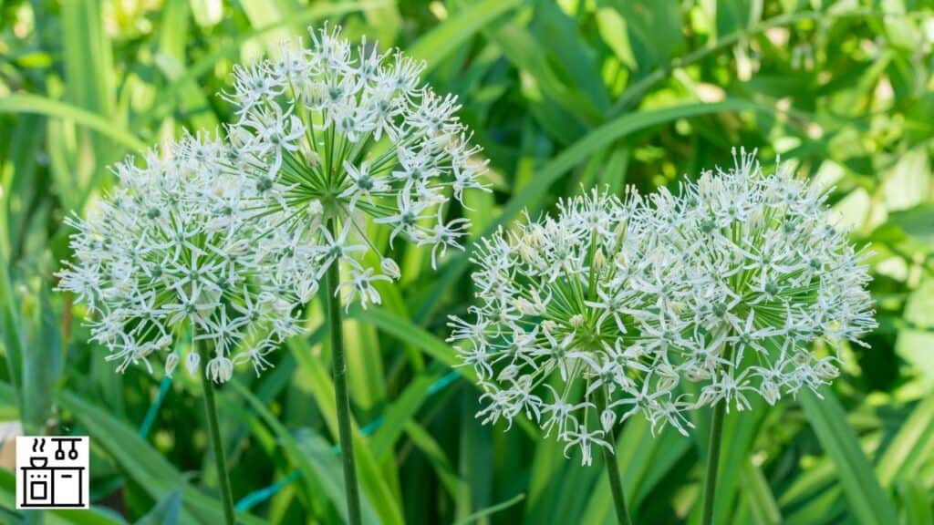 Allium Mount Everest