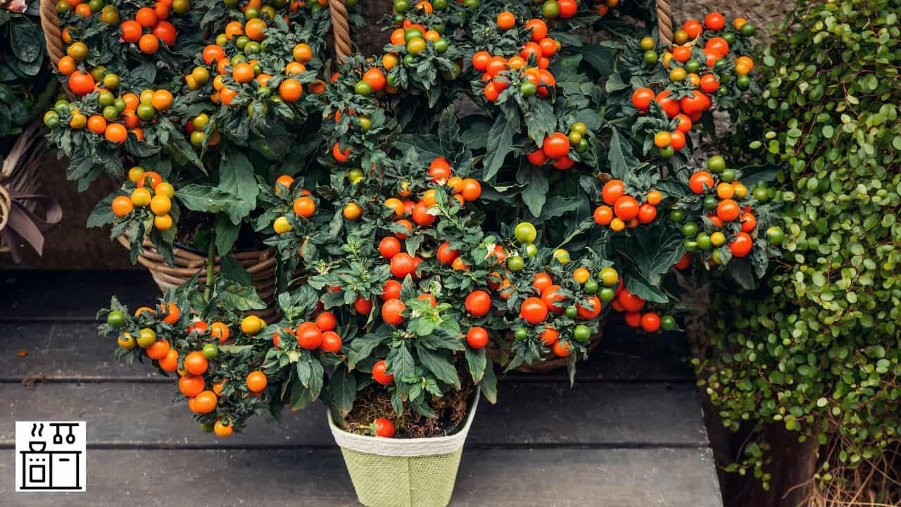 12 Fascinating Tomato Varieties That Grow In Pots