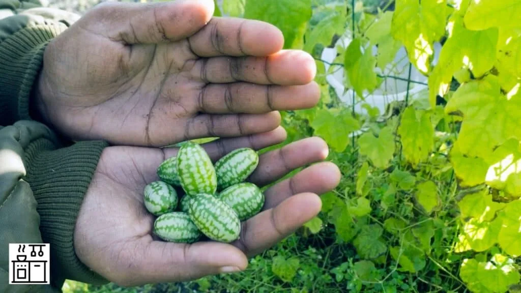 Cucumbers that look like watermelons