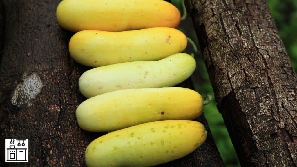 Yellow cucumbers